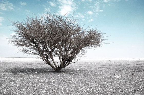 Desert Collections